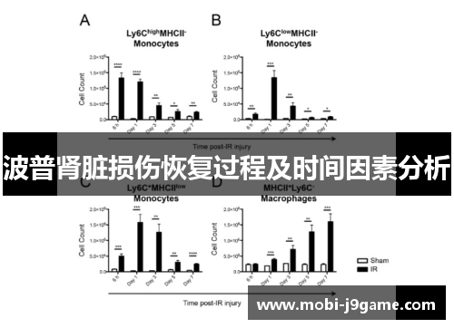 波普肾脏损伤恢复过程及时间因素分析